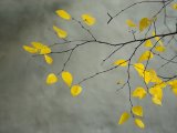 Yellow Autumnal Birch Betula Tree Limbs Against Gray Stucco Wall