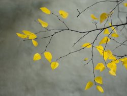 Collection - Yellow Autumnal Birch Betula Tree Limbs Against Gray Stucco Wall painting