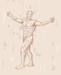 Collection 10 Male Human Anatomy