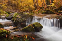 Collection 12 Autumn Forest