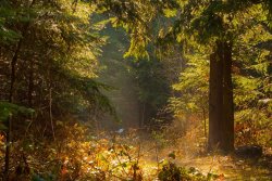 Collection 12 Enchanted Forest