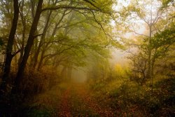 Collection 12 Fairy Wood