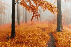 Collection 12 Orange Wood