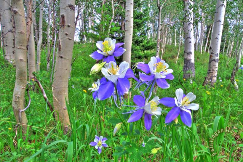 Aspens and Columbines painting - Collection 14 Aspens and Columbines Art Print