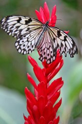 Collection 14 Rise To The Top