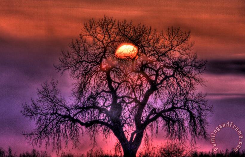 Collection 14 Sunrise Through The Foggy Tree Art Painting