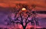 Sunrise Through The Foggy Tree by Collection 14