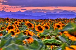 Collection 14 Sunsets and Sunflowers