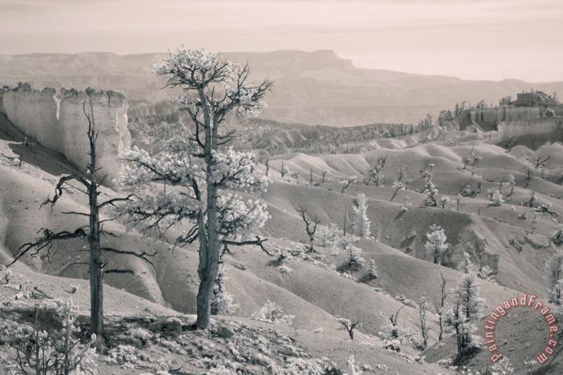Collection 6 Bryce Canyon Infrared Art Print