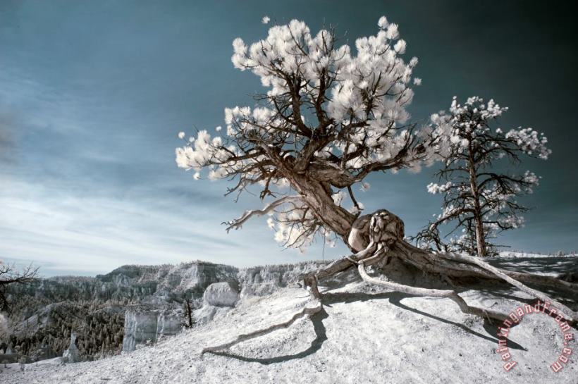 Collection 6 Bryce Canyon Infrared Tree Art Print