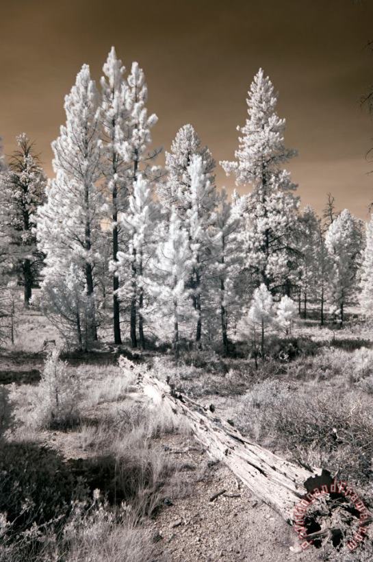 Collection 6 Bryce Canyon Infrared Trees Art Print