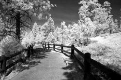 Collection 6 Bryce Canyon Trail