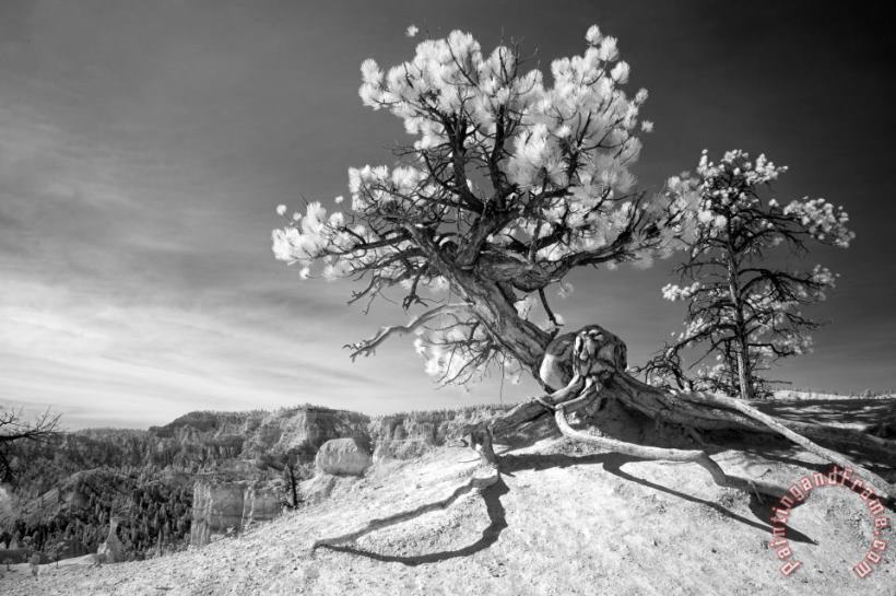 Bryce Canyon Tree Sculpture painting - Collection 6 Bryce Canyon Tree Sculpture Art Print