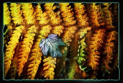 Collection 8 Autumn Fern