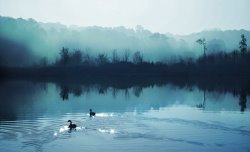 Collection 8 Calming water