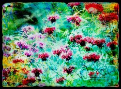 Collection 8 Hummingbirds nectar gathering