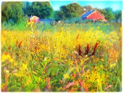 Collection 8 Prairie farm house