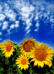 Collection 8 Sky and bloom