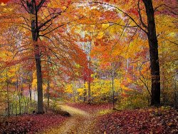 Collection 8 Soft autumn rain