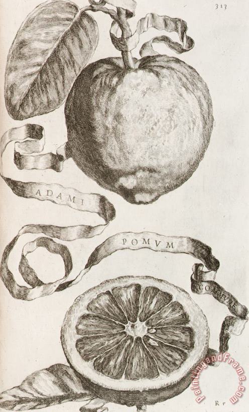 Cornelis Bloemaert Adam's Apple Art Painting