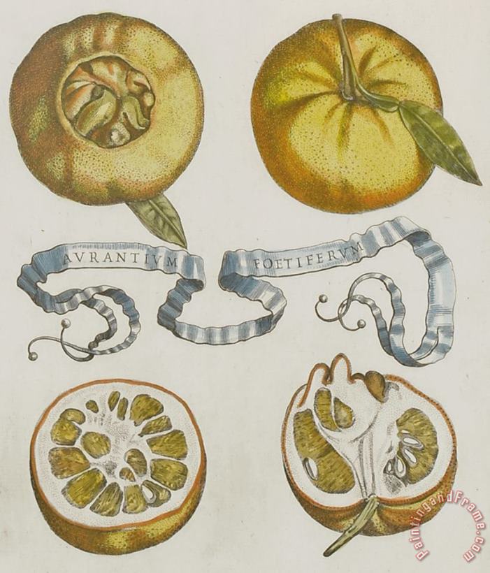 Cornelis Bloemaert Oranges Art Print