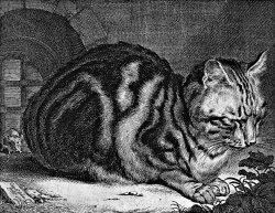 Cornelis Visscher Sleeping Cat Engraving