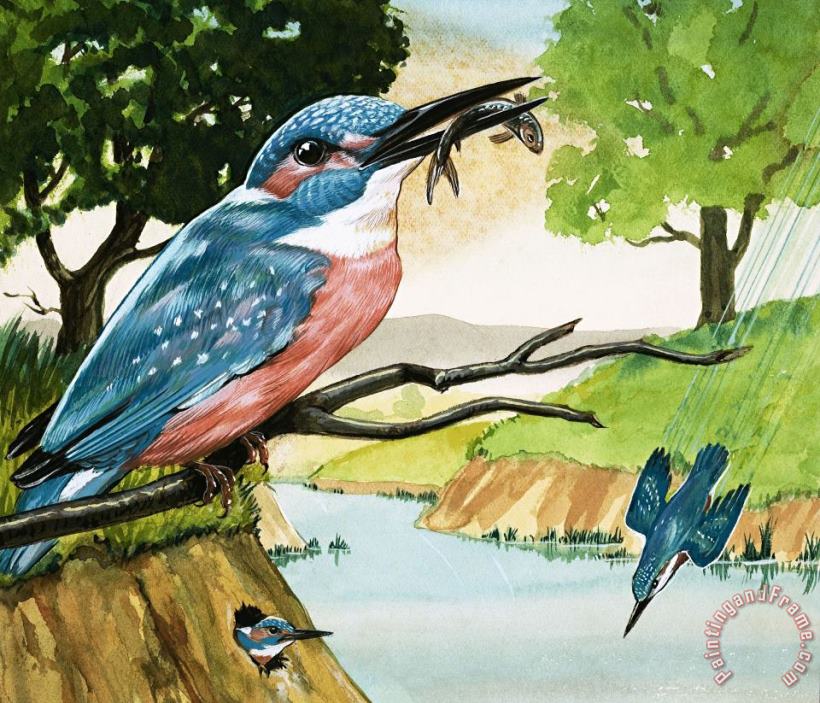 D A Forrest The Kingfisher Art Painting