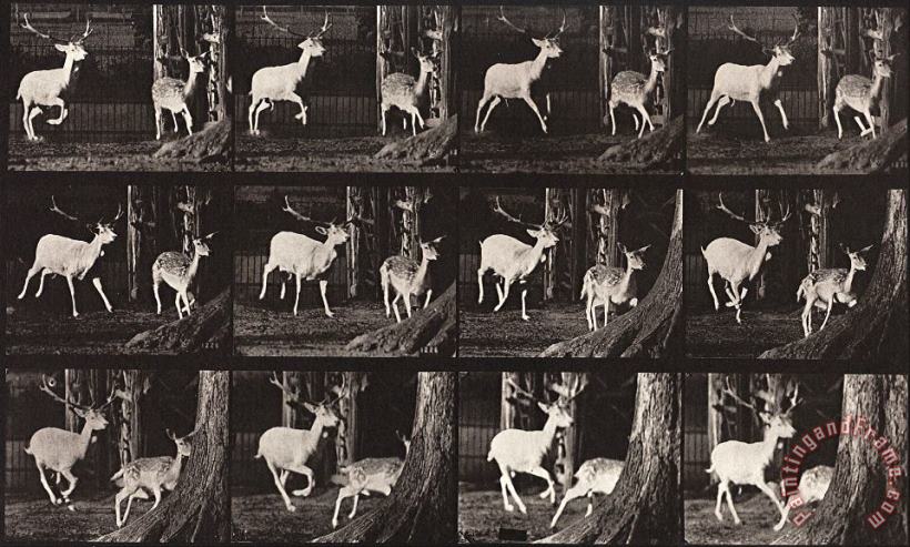 Eadweard J. Muybridge Animal Locomotion, Plate 686 Art Painting