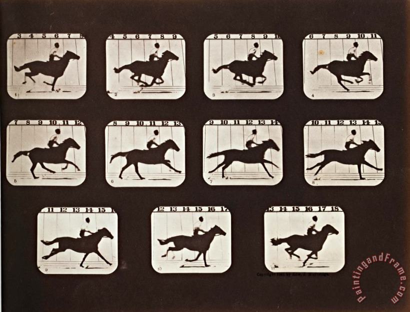 Sallie Gardner Running From The Attitudes of Animals in Motion painting - Eadweard J. Muybridge Sallie Gardner Running From The Attitudes of Animals in Motion Art Print