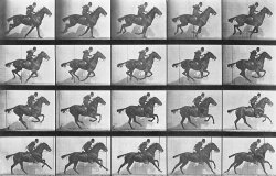 Eadweard Muybridge Galloping Horse