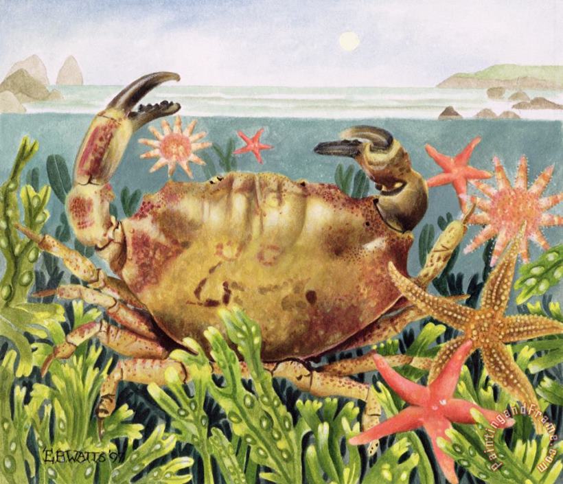EB Watts Furrowed Crab With Starfish Underwater Art Print