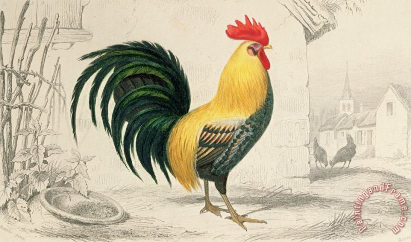 Domestic Cock painting - Edouard Travies Domestic Cock Art Print