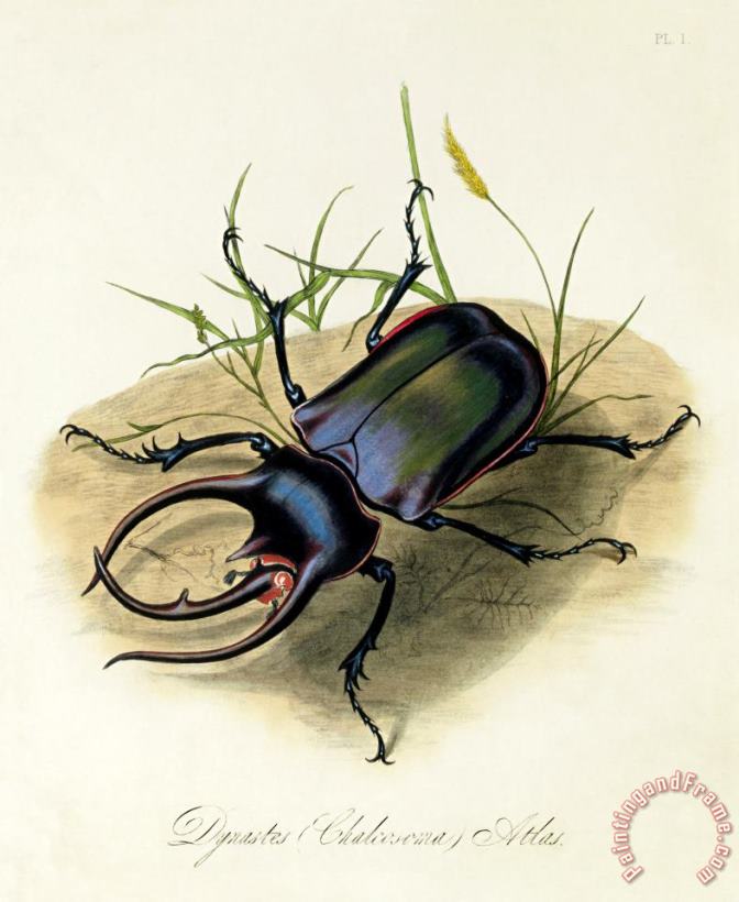 Atlas Beetle, Chalcosoma Atlas painting - Edward Donovan Atlas Beetle, Chalcosoma Atlas Art Print