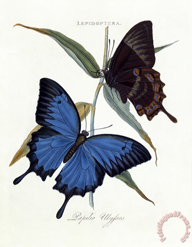Ulysses Butterfly, Papilio Ulysses painting - Edward Donovan Ulysses Butterfly, Papilio Ulysses Art Print