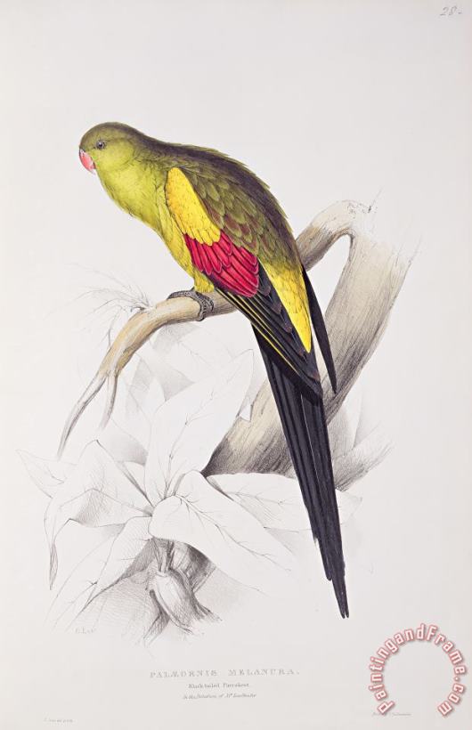 Black Tailed Parakeet painting - Edward Lear Black Tailed Parakeet Art Print