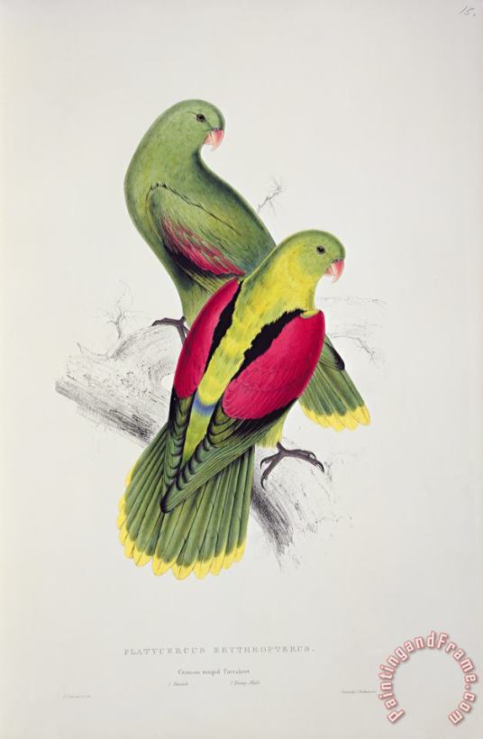 Edward Lear Crimson Winged Parakeet Art Print