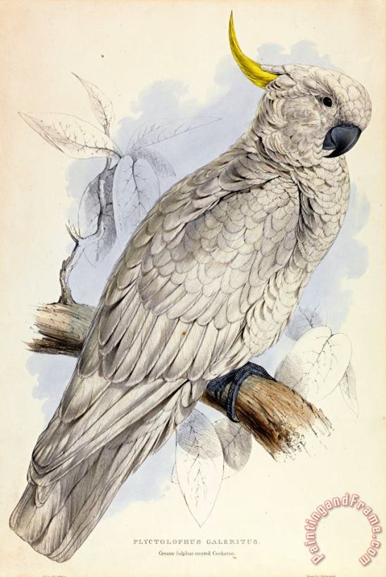 Edward Lear Plyctolophus Galeritus. Greater Sulphur Crested Cockatoo. Art Print
