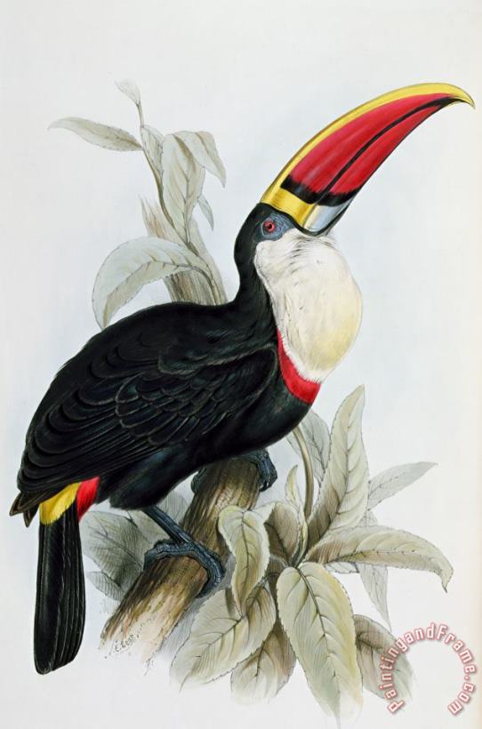 Red-billed Toucan painting - Edward Lear Red-billed Toucan Art Print