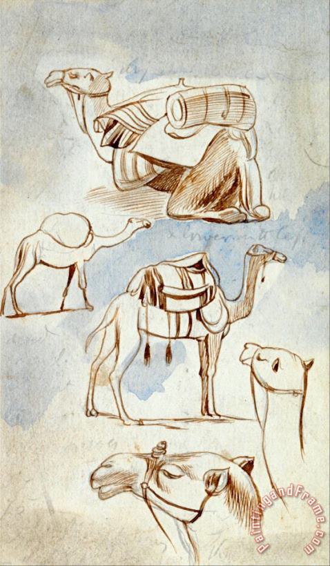 Edward Lear Sketch Studies of Camels Art Print