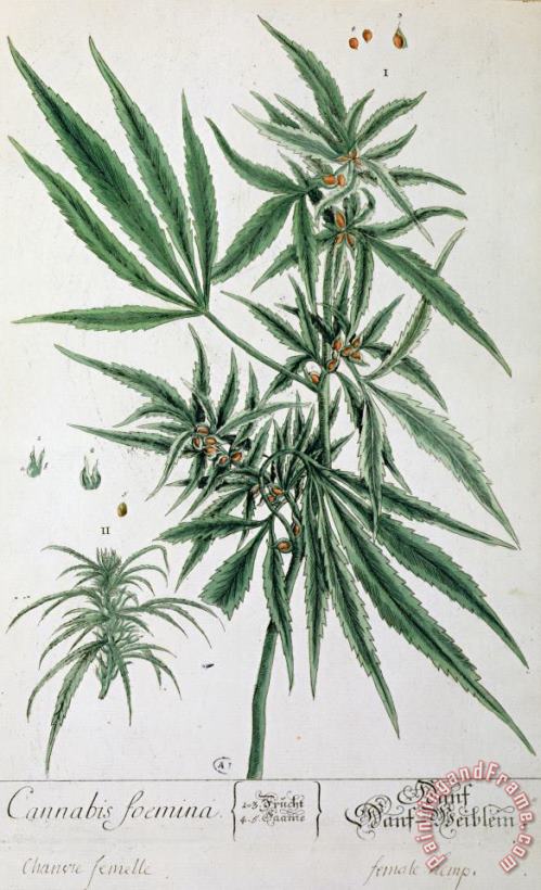 Cannabis painting - Elizabeth Blackwell Cannabis Art Print