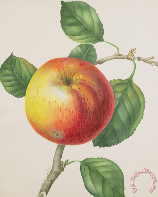 Elizabeth Jane Hill An Apple Art Print
