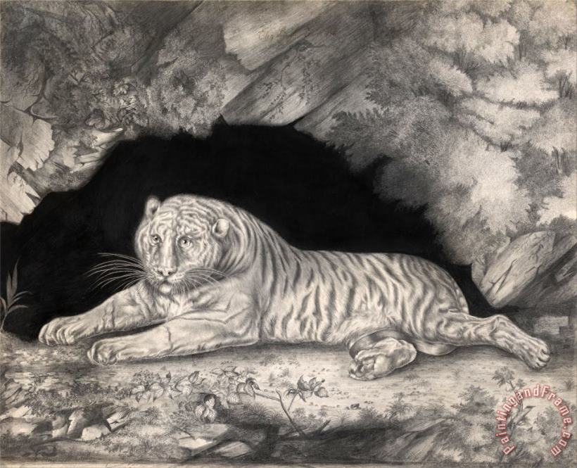 Elizabeth Pringle A Tiger Lying in The Entrance of a Cave Art Painting