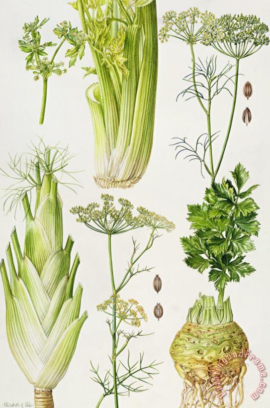 Elizabeth Rice Celery - Fennel - Dill and Celeriac Art Print