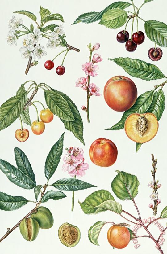 Cherries and other fruit-bearing trees painting - Elizabeth Rice Cherries and other fruit-bearing trees Art Print