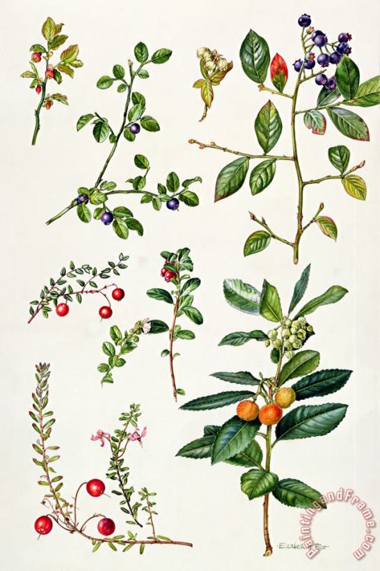 Elizabeth Rice Cranberry and other berries Art Print