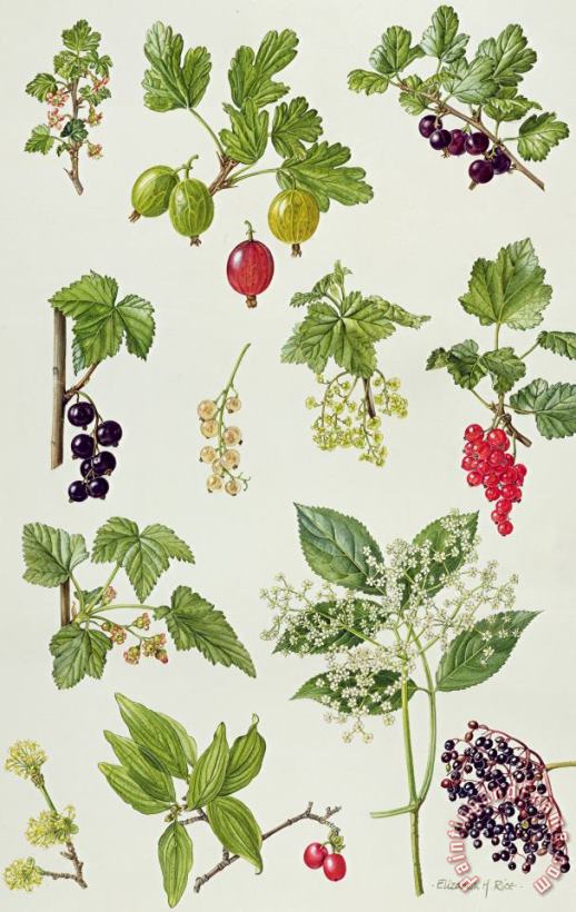 Currants and Berries painting - Elizabeth Rice Currants and Berries Art Print