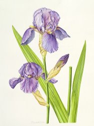 Elizabeth Rice Iris