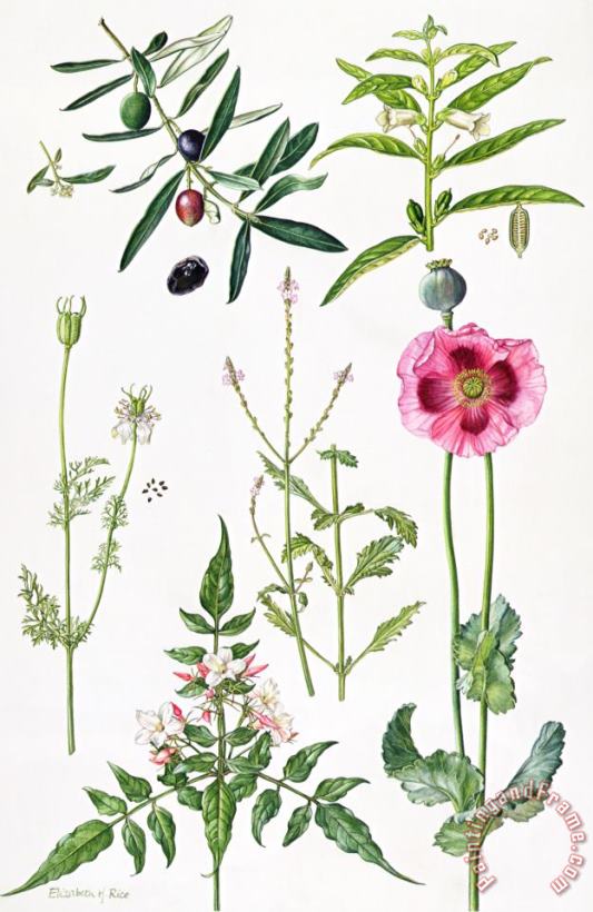 Opium Poppy and other plants painting -  Elizabeth Rice Opium Poppy and other plants Art Print