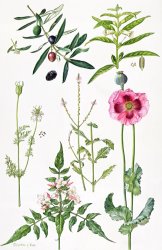  Elizabeth Rice Opium Poppy and other plants