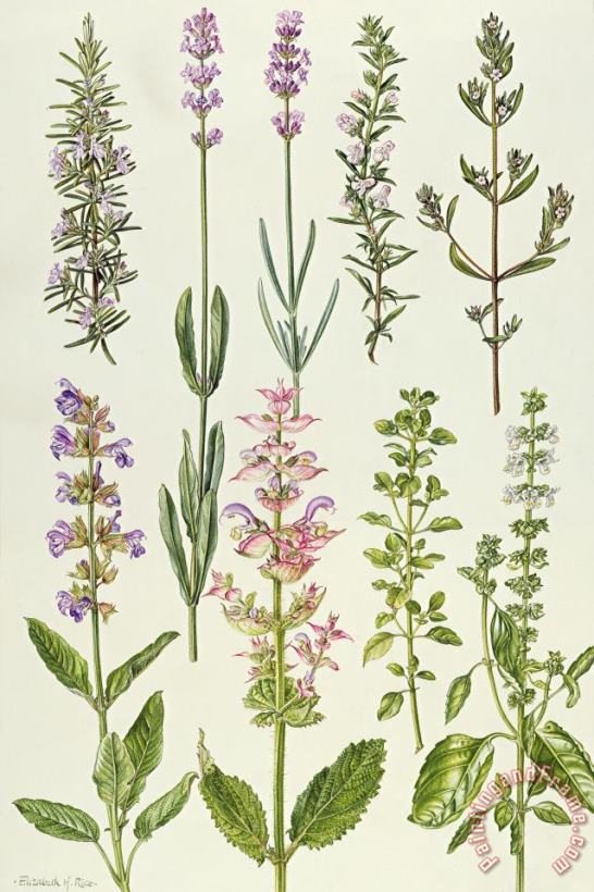 Elizabeth Rice Rosemary and other herbs Art Painting